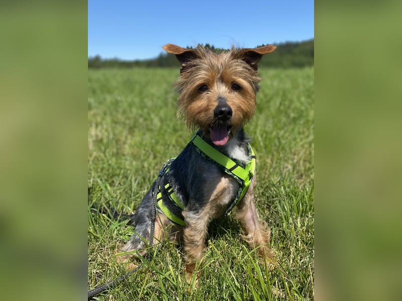 Coco, sucht seine Menschen
