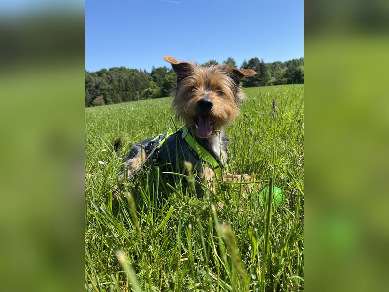 Coco, sucht seine Menschen