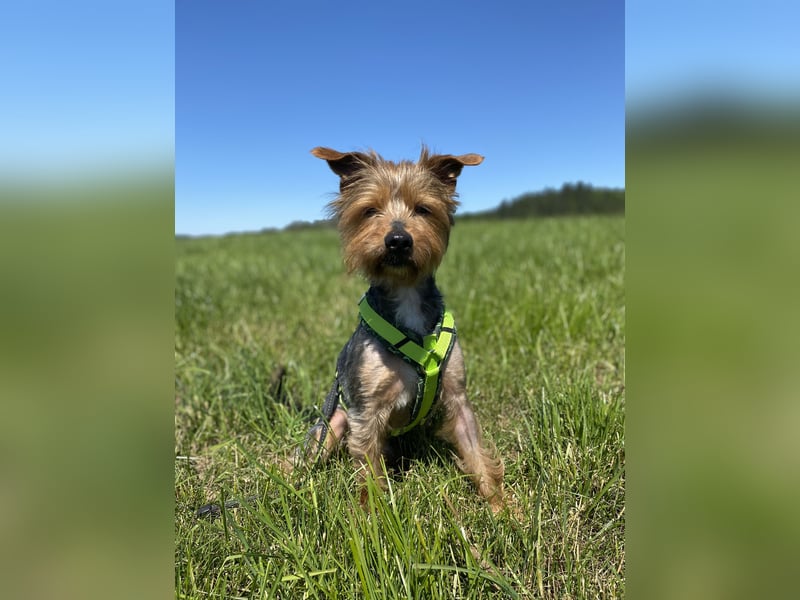 Coco, sucht seine Menschen