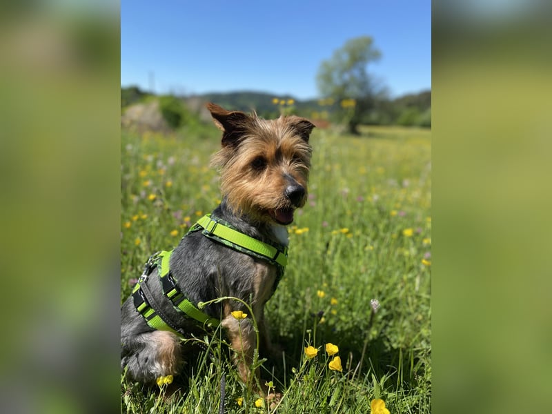 Coco, sucht seine Menschen