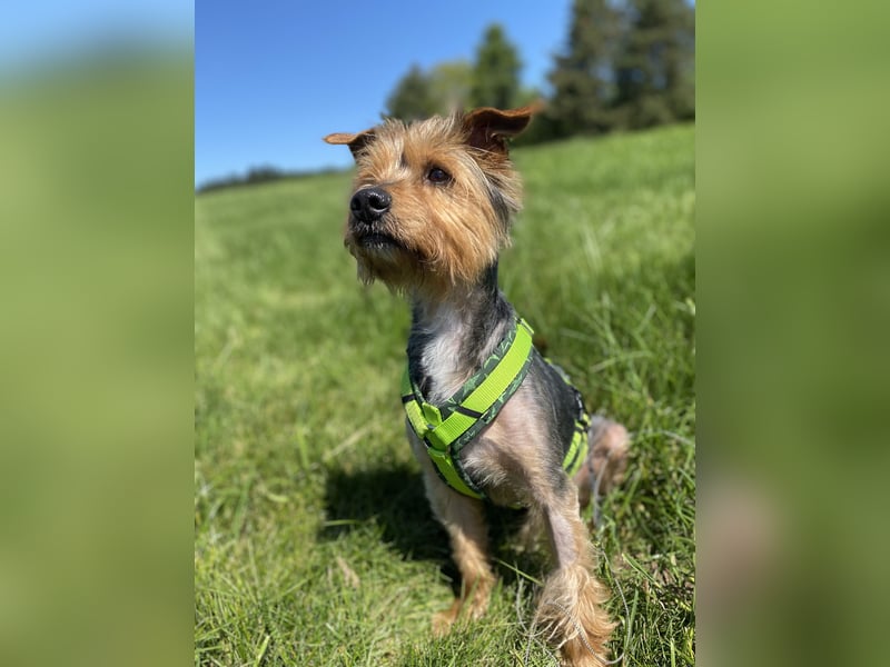 Coco, sucht seine Menschen