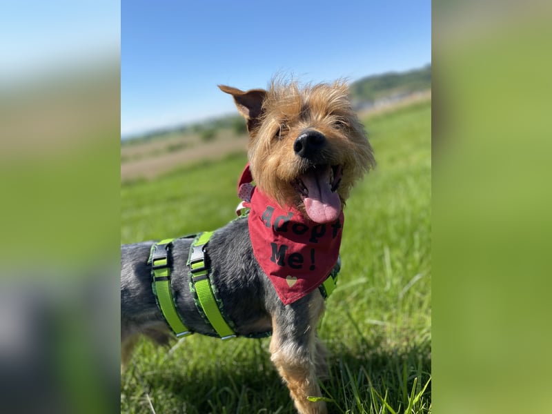 Coco, sucht seine Menschen
