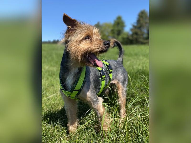 Coco, sucht seine Menschen