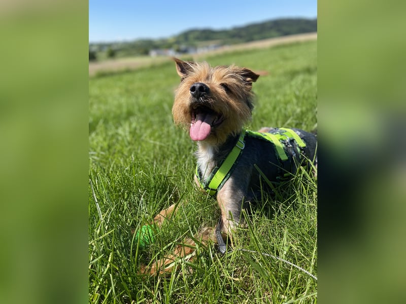 Coco, sucht seine Menschen