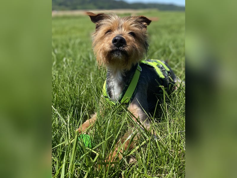 Coco, sucht seine Menschen