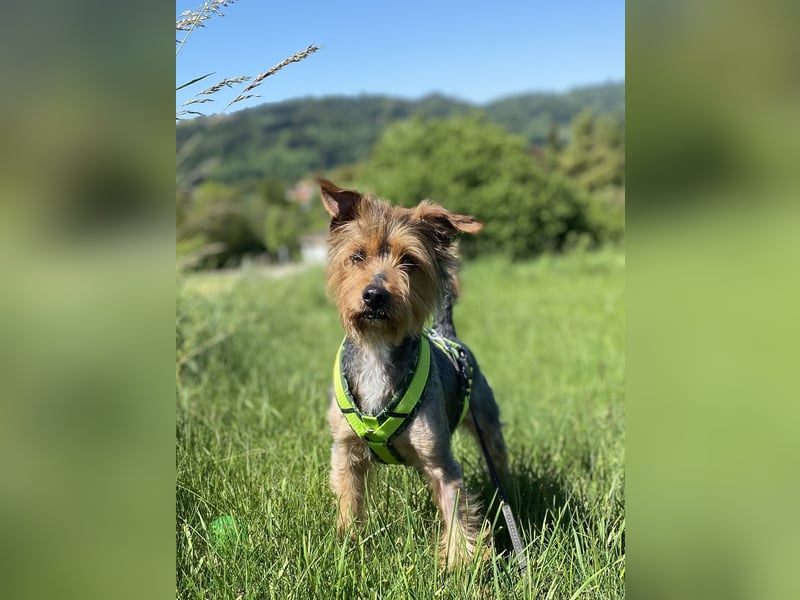 Coco, sucht seine Menschen