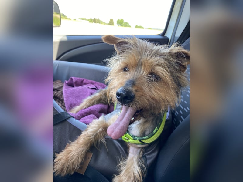 Coco, sucht seine Menschen