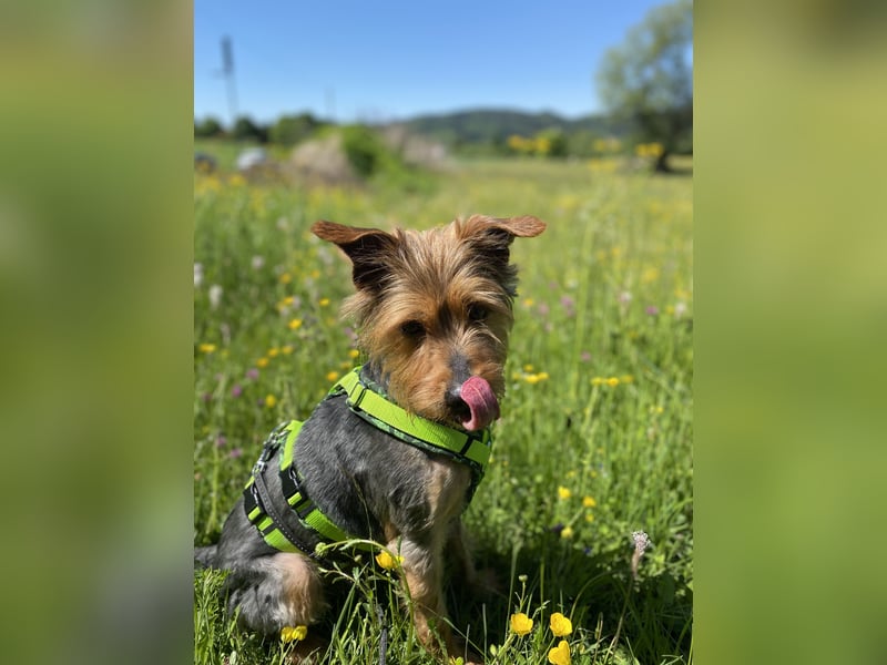 Coco, sucht seine Menschen