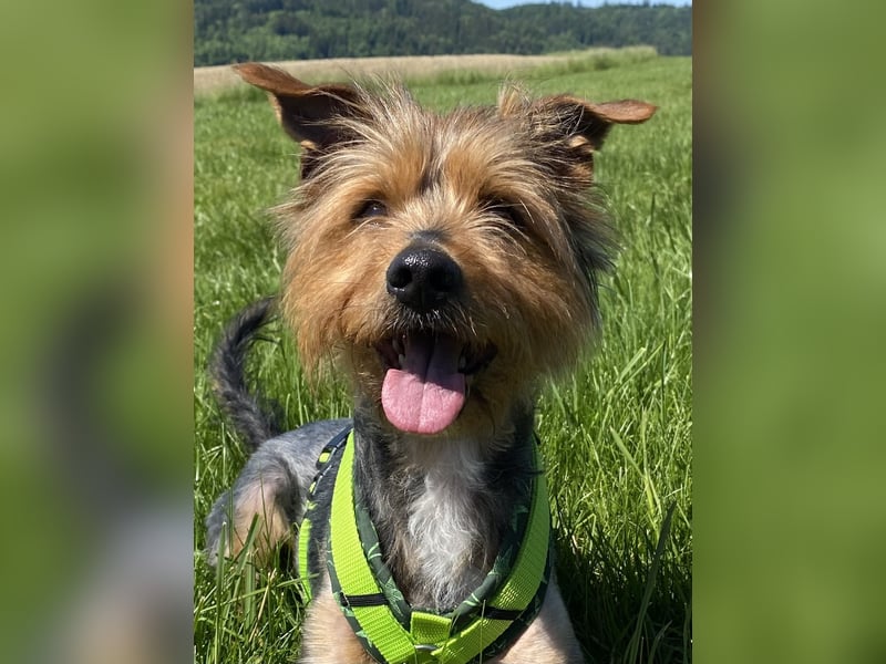 Coco, sucht seine Menschen