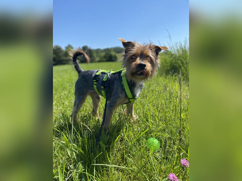 Coco, sucht seine Menschen