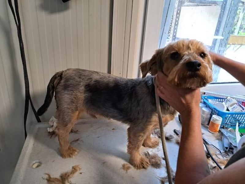 Yoyo, treuer Yorkshireterriermix, ca. 5 Jahre, ca. 31 cm, ca. 9 kg *in 50733 Köln*