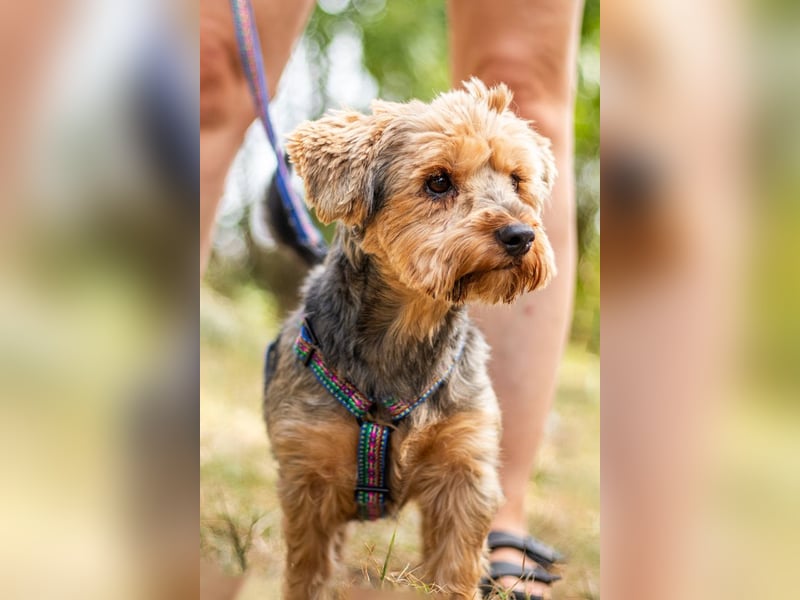 Yoyo, treuer Yorkshireterriermix, ca. 5 Jahre, ca. 31 cm, ca. 9 kg *in 50733 Köln*