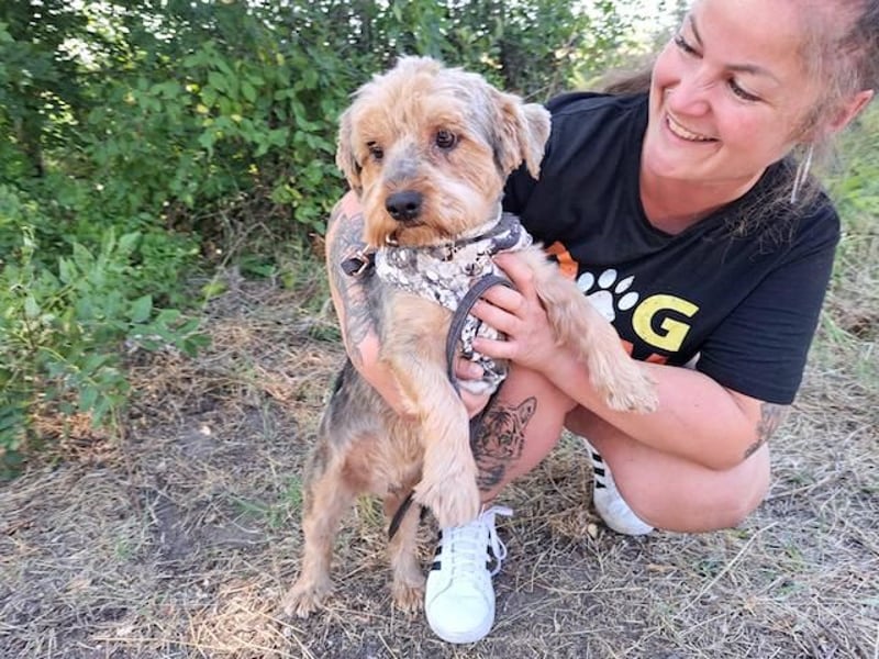 Yoyo, treuer Yorkshireterriermix, ca. 5 Jahre, ca. 31 cm, ca. 9 kg *in 50733 Köln*