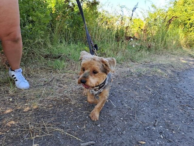 Yoyo, treuer Yorkshireterriermix, ca. 5 Jahre, ca. 31 cm, ca. 9 kg *in 50733 Köln*