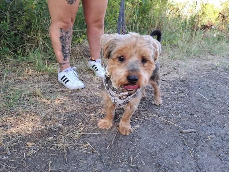 Yoyo, treuer Yorkshireterriermix, ca. 5 Jahre, ca. 31 cm, ca. 9 kg *in 50733 Köln*