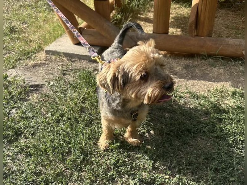 Yoyo, treuer Yorkshireterriermix, ca. 5 Jahre, ca. 31 cm, ca. 9 kg *in 50733 Köln*