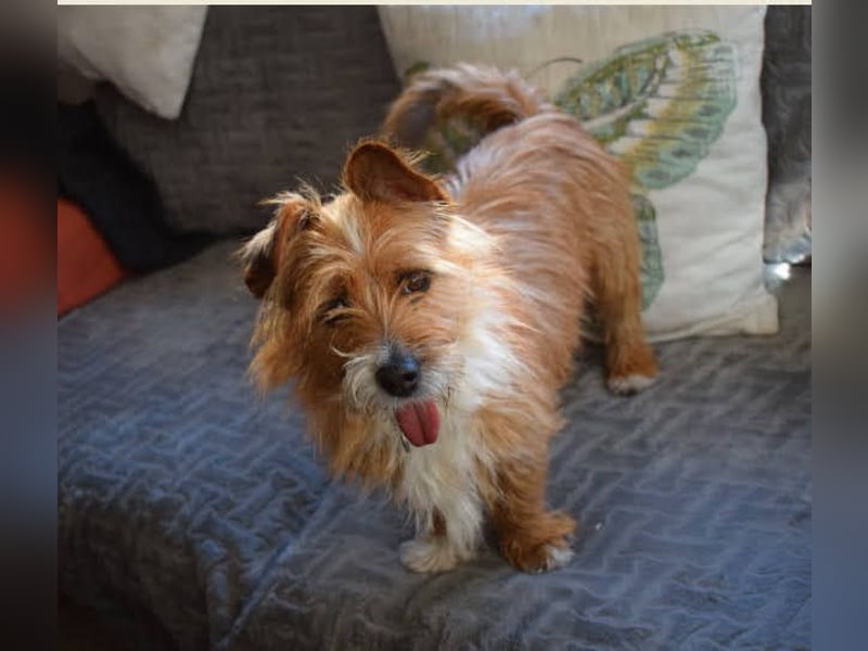 Yorki-Mix-Rüde freut sucht verantwortungsvolles Zuhause