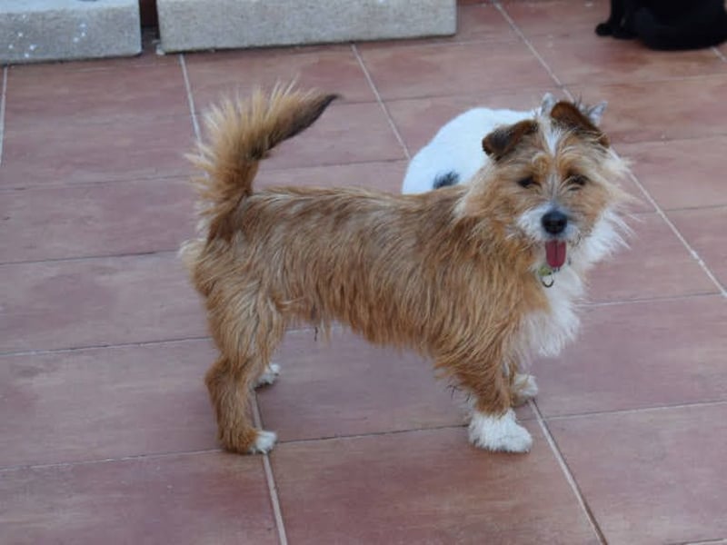 Yorki-Mix-Rüde freut sucht verantwortungsvolles Zuhause
