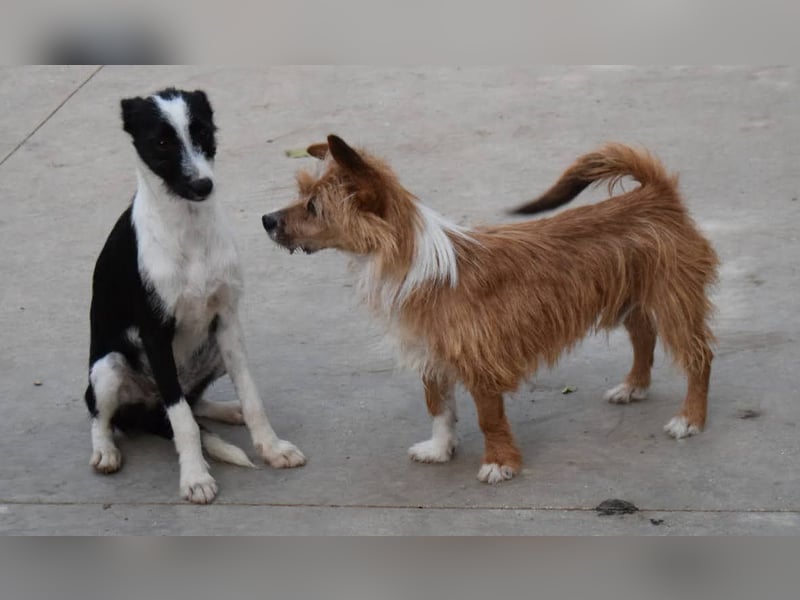 Yorki-Mix-Rüde freut sucht verantwortungsvolles Zuhause