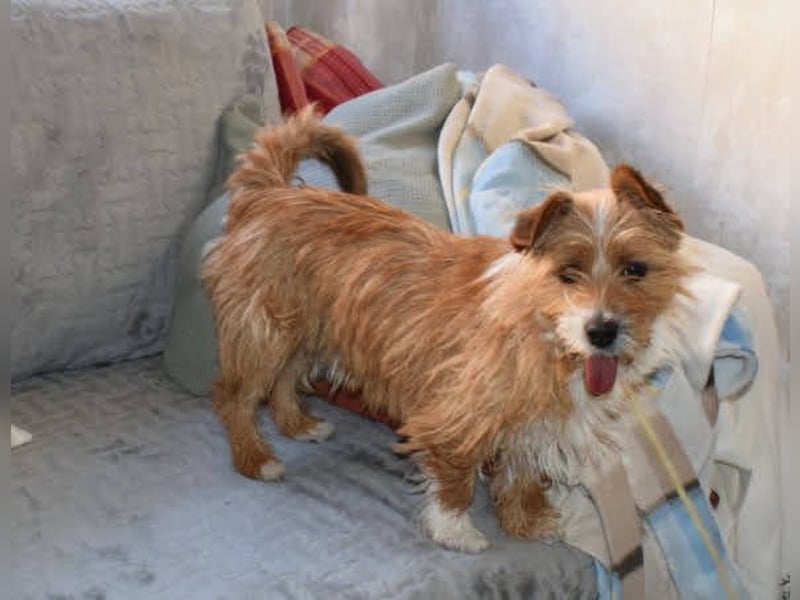 Yorki-Mix-Rüde freut sucht verantwortungsvolles Zuhause