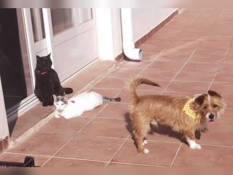 Yorki-Mix-Rüde freut sucht verantwortungsvolles Zuhause