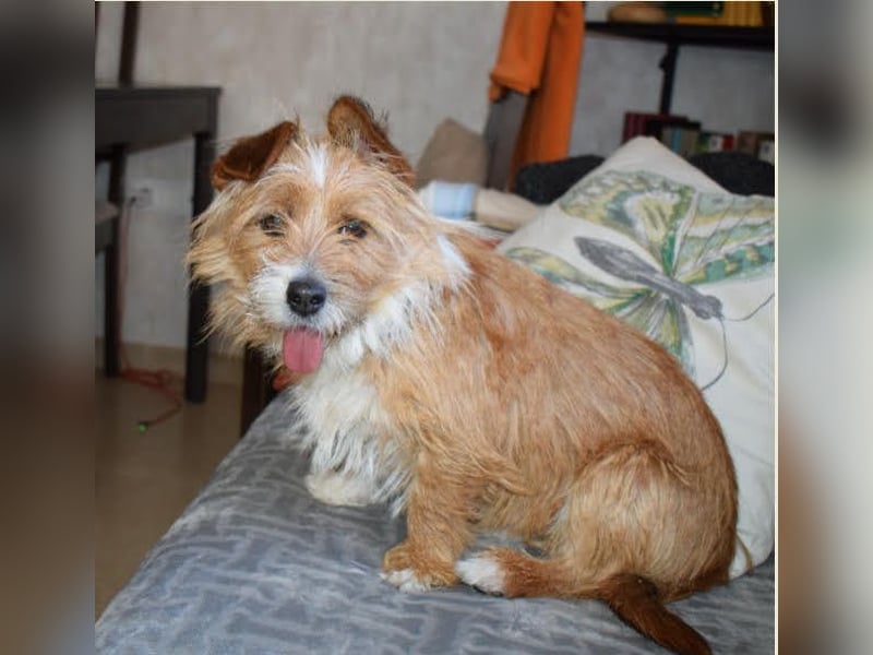 Yorki-Mix-Rüde freut sucht verantwortungsvolles Zuhause