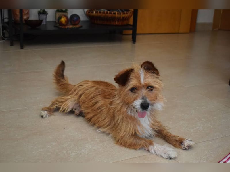 Yorki-Mix-Rüde freut sucht verantwortungsvolles Zuhause
