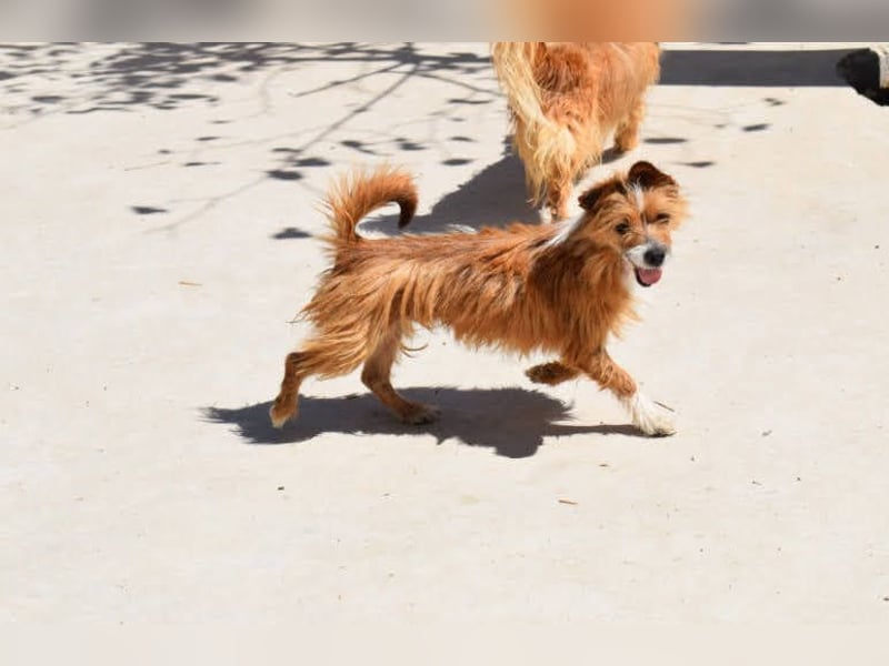 Yorki-Mix-Rüde freut sucht verantwortungsvolles Zuhause