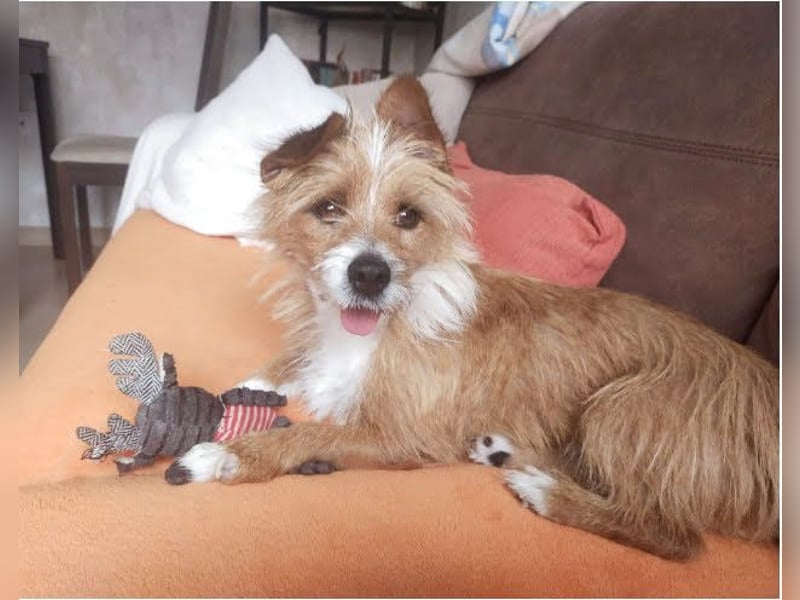 Yorki-Mix-Rüde freut sucht verantwortungsvolles Zuhause