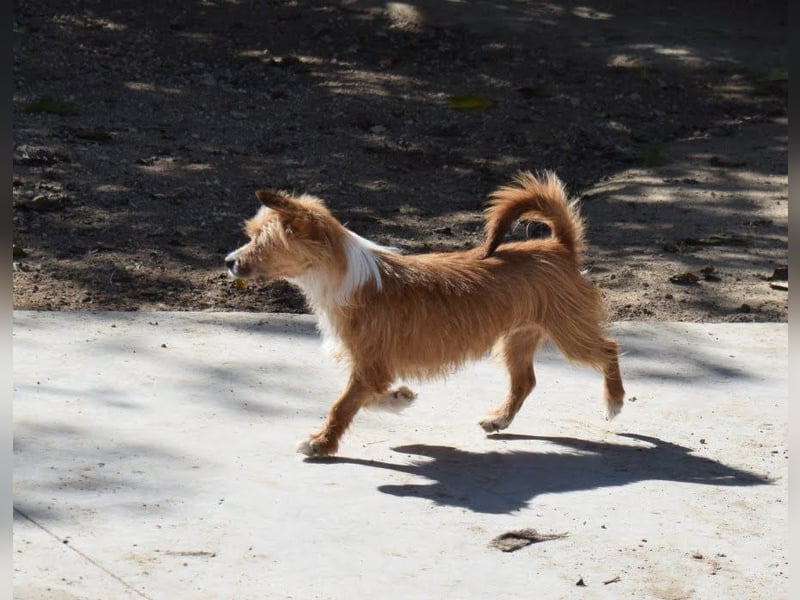 Yorki-Mix-Rüde freut sucht verantwortungsvolles Zuhause