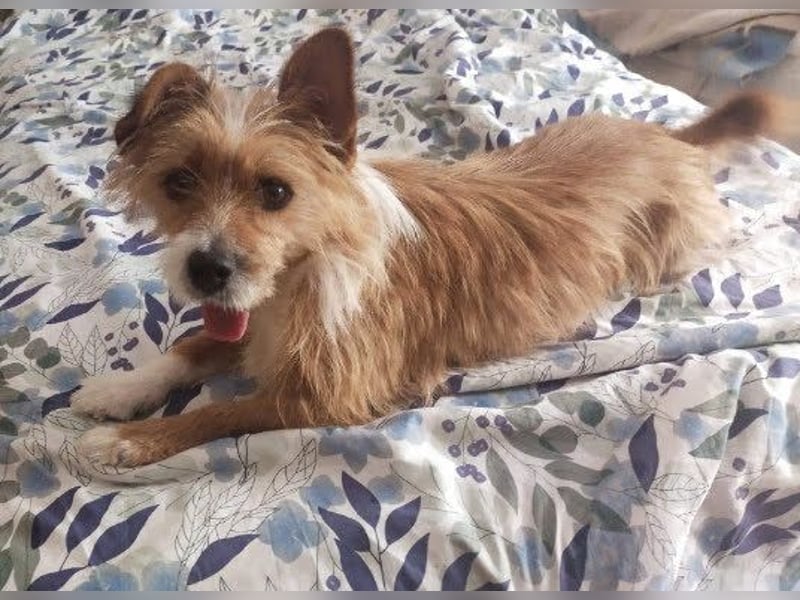 Yorki-Mix-Rüde freut sucht verantwortungsvolles Zuhause