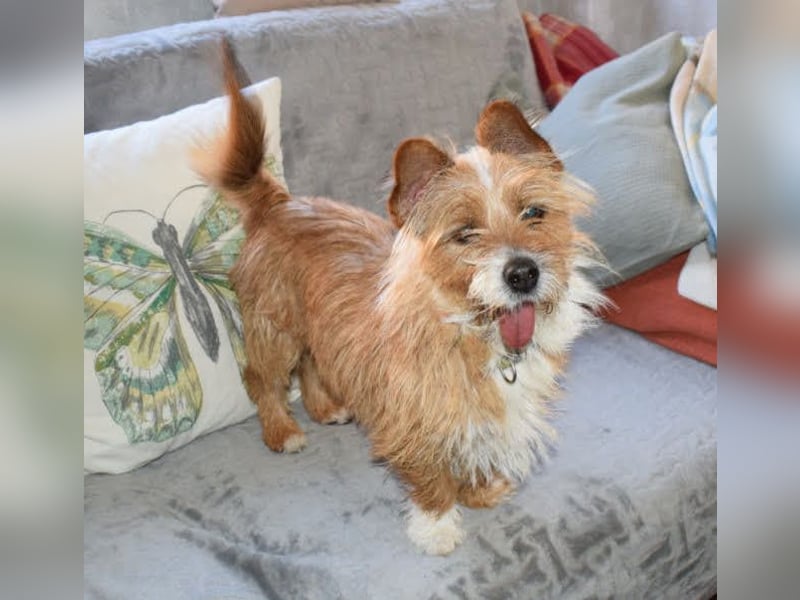 Yorki-Mix-Rüde freut sucht verantwortungsvolles Zuhause