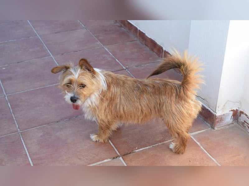 Yorki-Mix-Rüde freut sucht verantwortungsvolles Zuhause