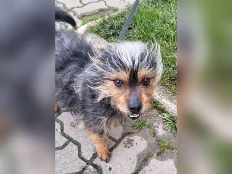TOBBY- sucht ein liebevolles Zuhause