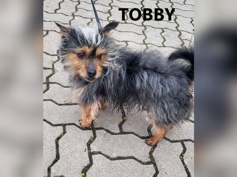 TOBBY- sucht ein liebevolles Zuhause