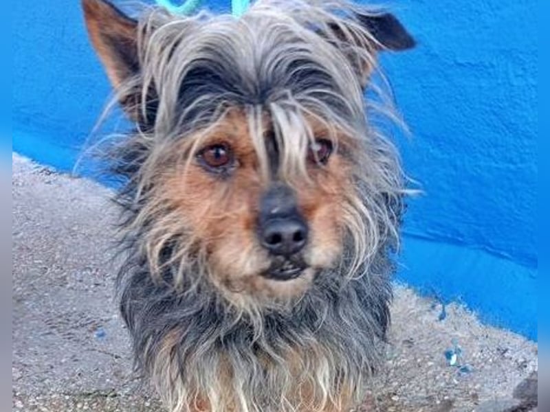 TOBBY- sucht ein liebevolles Zuhause
