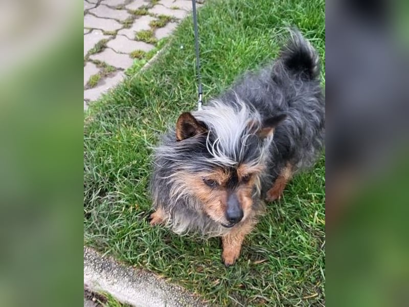 TOBBY- sucht ein liebevolles Zuhause