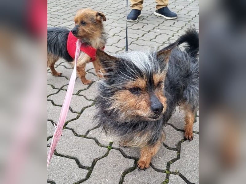 TOBBY- sucht ein liebevolles Zuhause