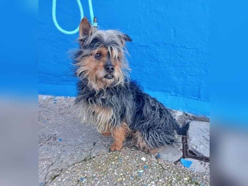 TOBBY- sucht ein liebevolles Zuhause