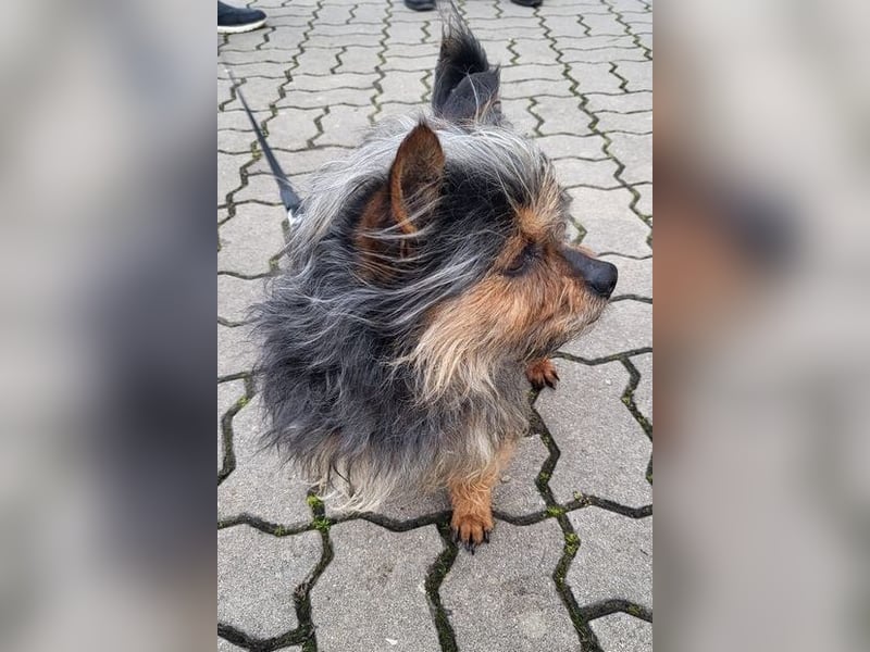 TOBBY- sucht ein liebevolles Zuhause