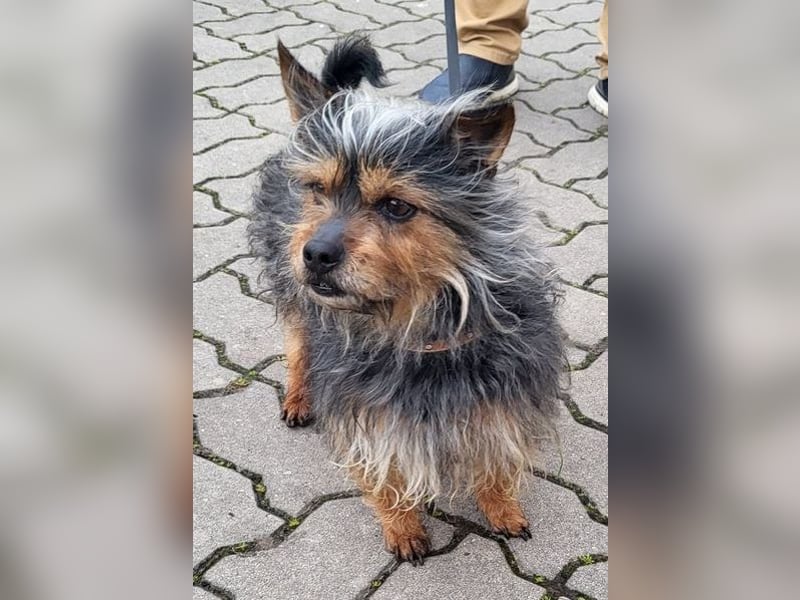 TOBBY- sucht ein liebevolles Zuhause
