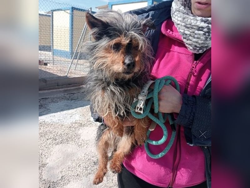TOBBY- sucht ein liebevolles Zuhause