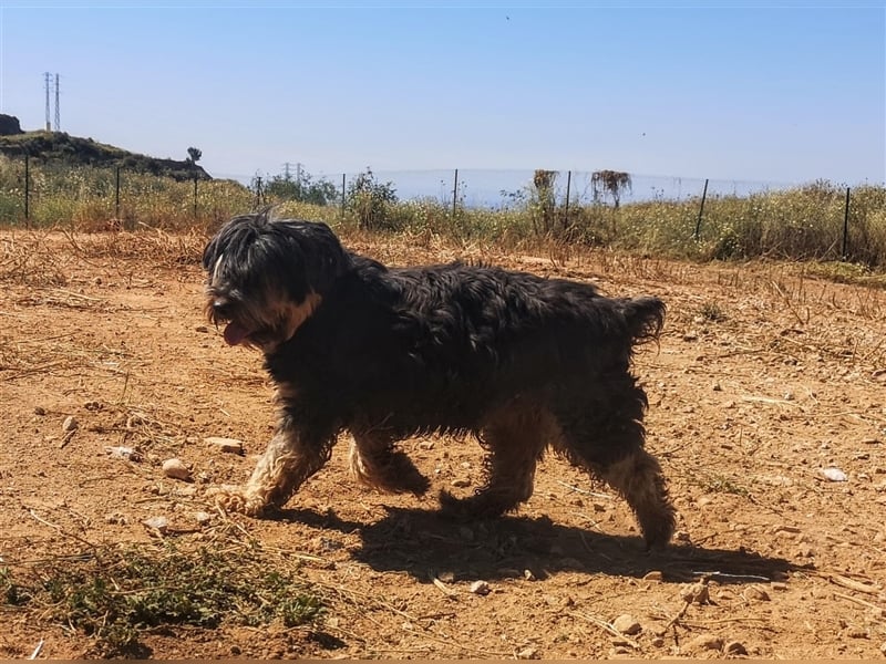 Lucky (Spanien) -  Pechvogel sucht zweite Chance