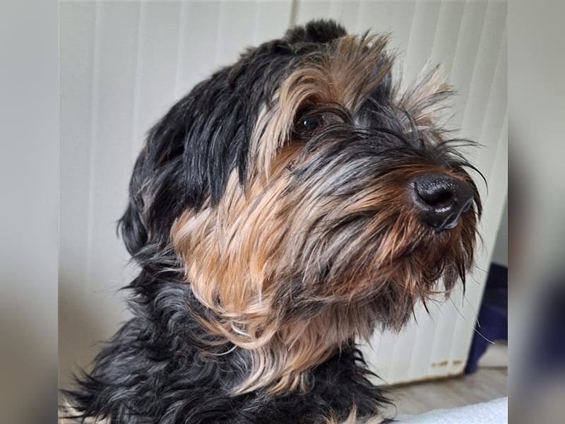 Lucky (Spanien) -  Pechvogel sucht zweite Chance