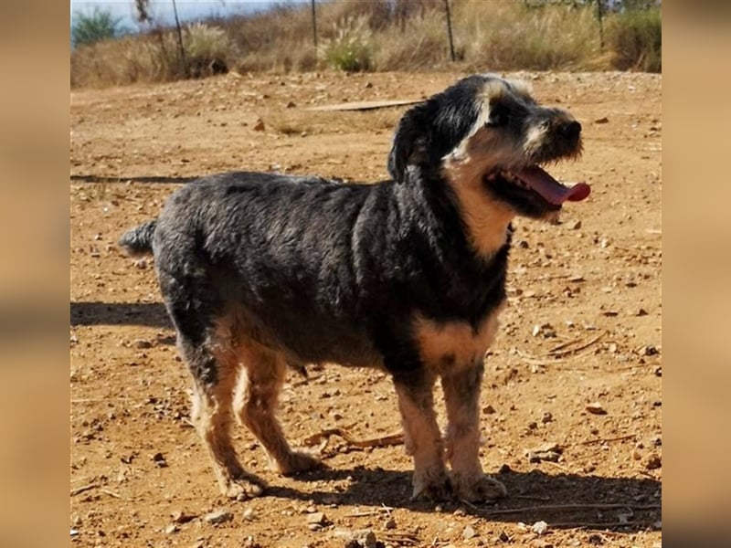 Lucky (Spanien) -  Pechvogel sucht zweite Chance