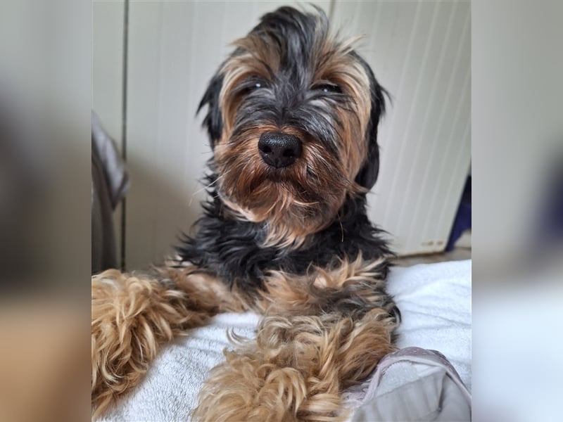 Lucky (Spanien) -  Pechvogel sucht zweite Chance