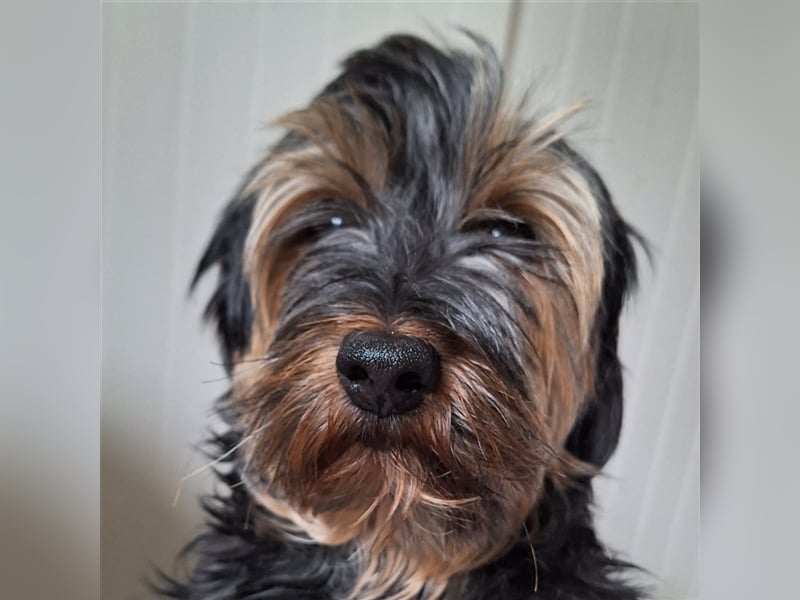 Lucky (Spanien) -  Pechvogel sucht zweite Chance
