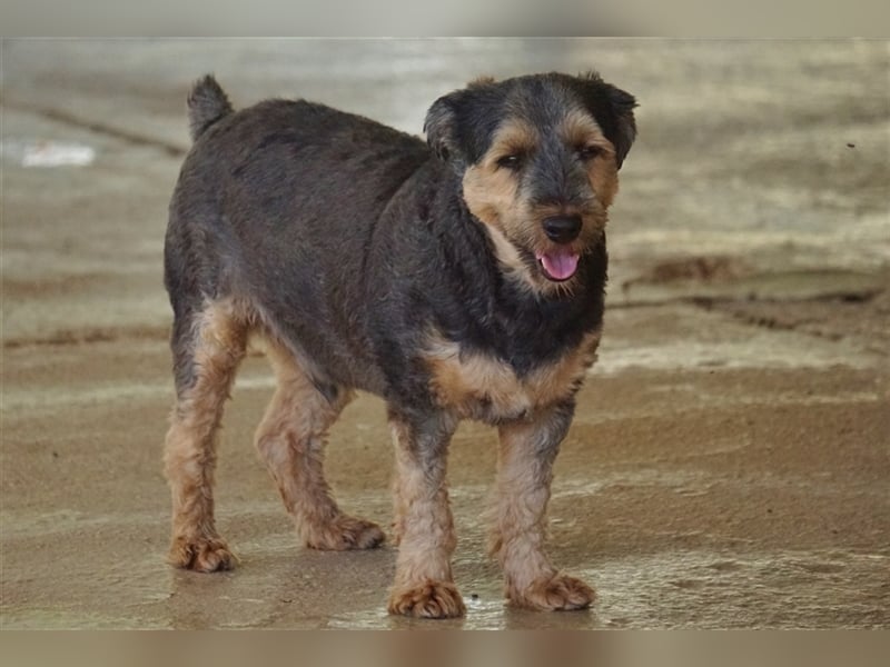 Lucky (Spanien) -  Pechvogel sucht zweite Chance