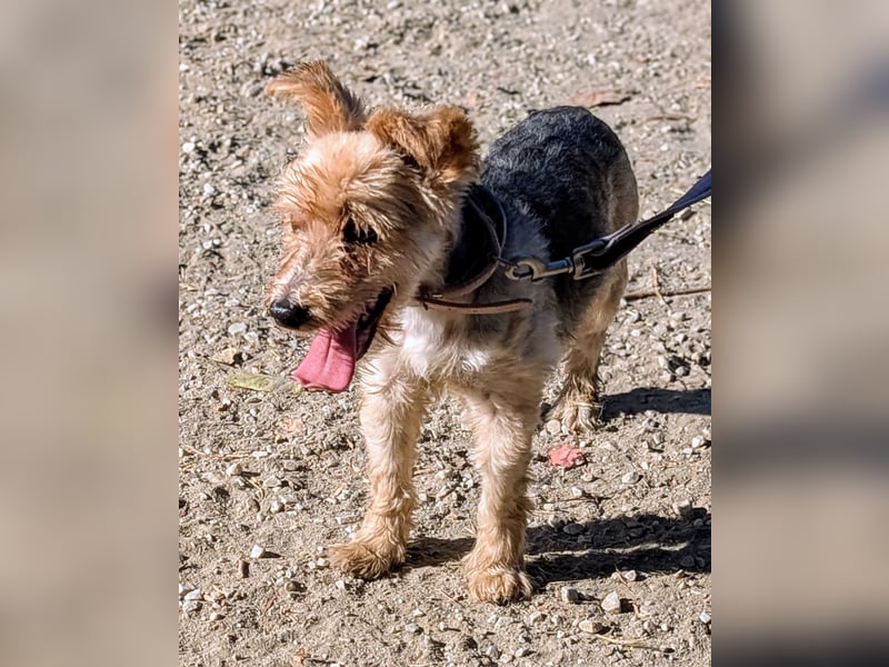 Toby wünscht sich ein Für-Immer-Zuhause