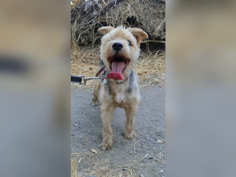 Toby wünscht sich ein Für-Immer-Zuhause
